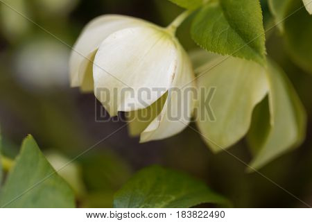 Flower of a lenten rose (Helleborus orientalis)