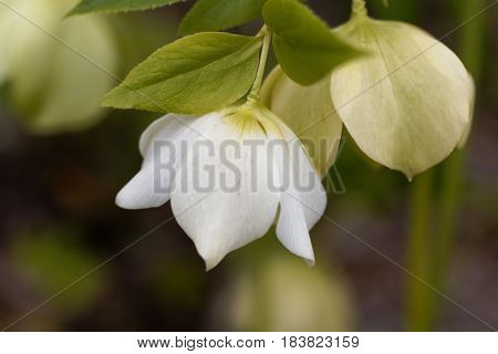 Flower of a lenten rose (Helleborus orientalis)