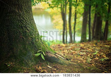 forest trees in Thailand - beautiful view