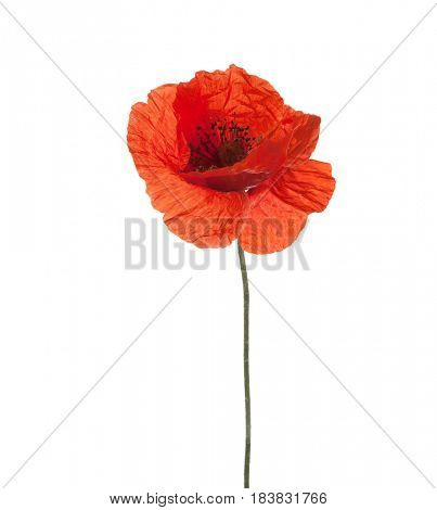 Red poppy isolated on white background. studio shot