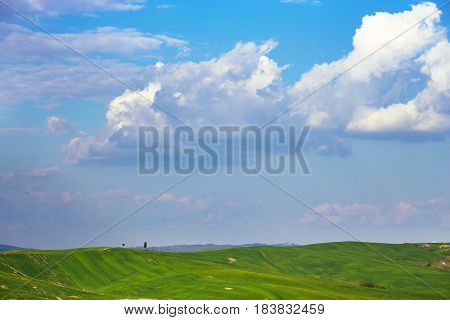 green waves. typical Tuscan landscape - view of a hill lone tree on the and green fields at sunny day. province of Siena. Tuscany Italy