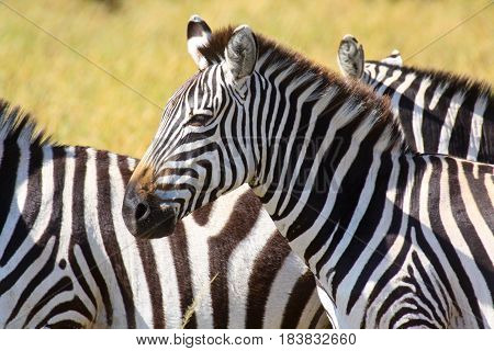 A plains zebra in a herd in Masai Mara National Park, Kenya