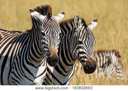 Two plains zebras on the savanna in Masai Mara National Park, Kenya