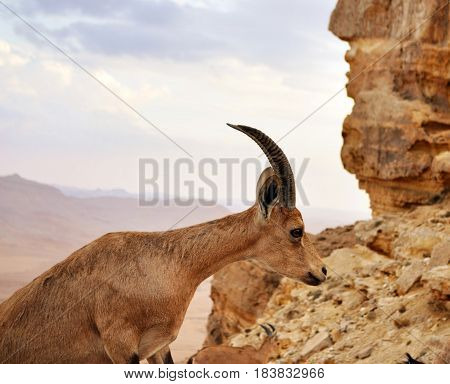 Nubian Ibex. Ramon crater Negev Desert Israel.
