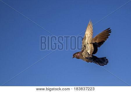 dove flying on a background of blue sky