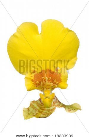 Blume orchidea