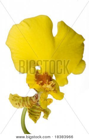 Blume orchidea