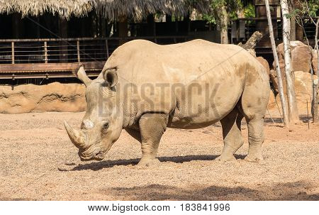 Rhinoceros also known as rhino, Lonely specimen in a bio park