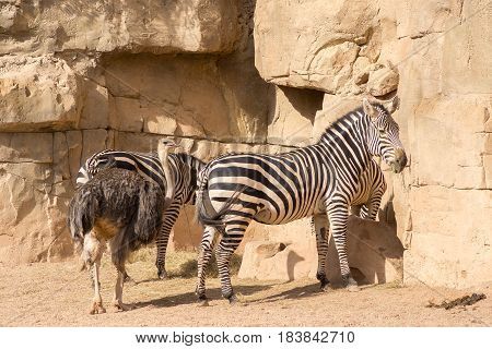 Zebra and ostrich, group of animals of the African savanna