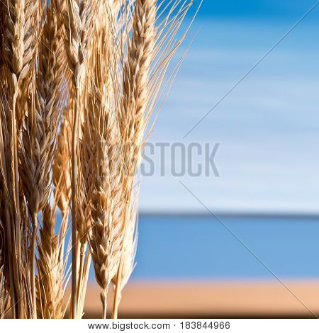 Sheaf Of Barley On The Blue Sky