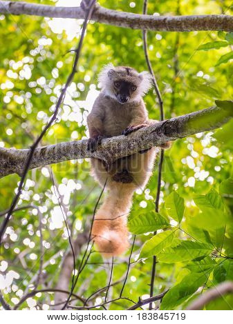 Lemur in their natural habitat Lokobe Strict Nature Reserve in Nosy Be Madagascar Africa