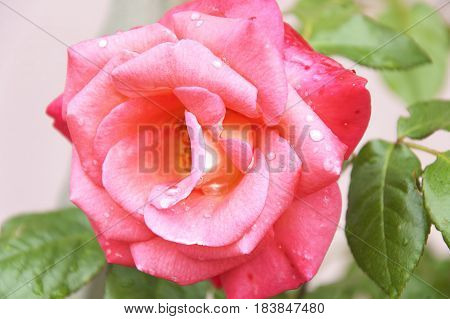 The pink flower of the rose with the dewdrops on its petals close up