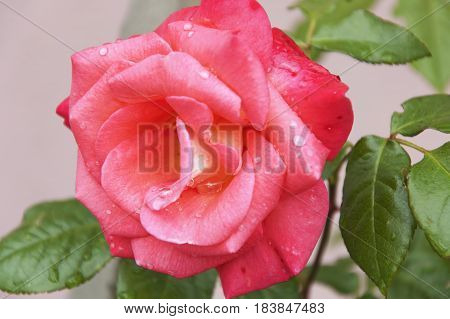 The pink flower of the rose with the dewdrops on its petals close up
