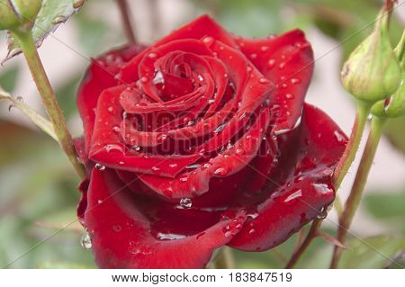 The red flower of the rose with the dewdrops on its petals close up