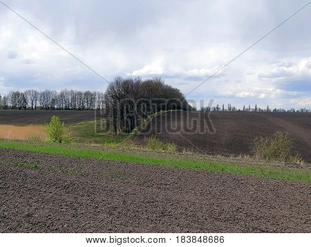 Trees on a plowed field near a meadow with reeds