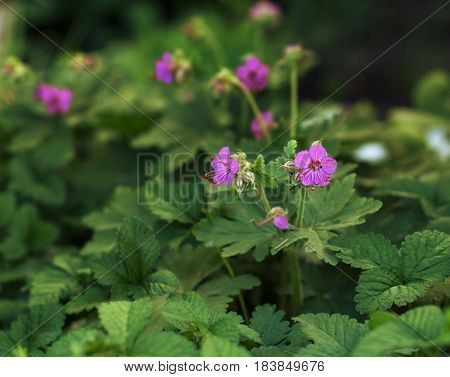 spring blossom Geranium Balkan, macrorrhizos, close-up background