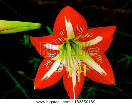 FLOWER, Beautiful Minerva Amaryllis, First Bloom in late spring.