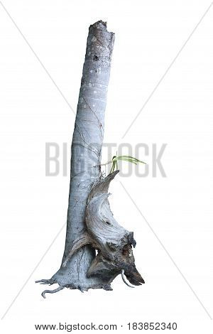 Dead trees can be planted with orchids and dead wood beautifully : with clipping path.