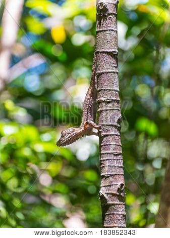 Mossy leaf-tailed gecko - Nosy Be Madagascar