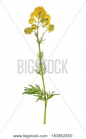 Pressed and dried flower Thalictrum flavum isolated on white background. For use in scrapbooking floristry (oshibana) or herbarium.