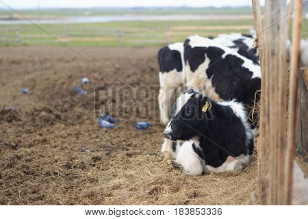Gomel, Belarus - 19 April 2017: Young Bulls Graze The Hedge And Eat Silage.