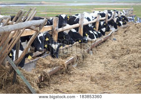Gomel, Belarus - 19 April 2017: Young Bulls Graze The Hedge And Eat Silage.