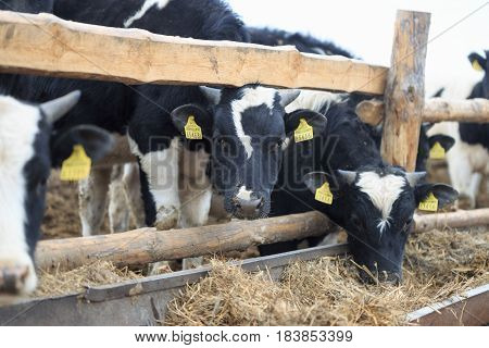 Gomel, Belarus - 19 April 2017: Young Bulls Graze The Hedge And Eat Silage.