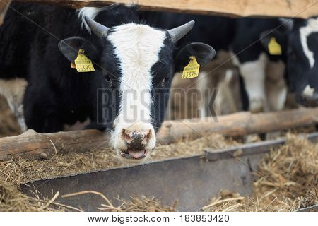 Gomel, Belarus - 19 April 2017: Young Bulls Graze The Hedge And Eat Silage.