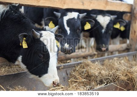 Gomel, Belarus - 19 April 2017: Young Bulls Graze The Hedge And Eat Silage.