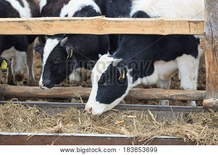 Gomel, Belarus - 19 April 2017: Young Bulls Graze The Hedge And Eat Silage.