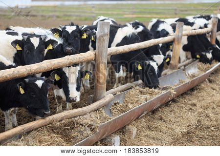 Gomel, Belarus - 19 April 2017: Young Bulls Graze The Hedge And Eat Silage.