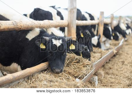 Gomel, Belarus - 19 April 2017: Young Bulls Graze The Hedge And Eat Silage.