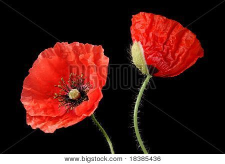 due poppys isolati su blackbackground