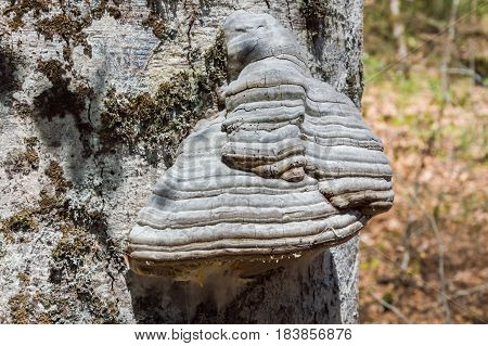 Bracket fungus on a tree in France (Auvergne)