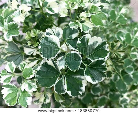 Polyscias guilfoylei - natural leave background (soft focus)