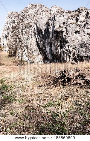 dolomitian rock with nice viewed folds meadow isolated tree and clear sky in spring Palava mountains in South Moravia in Czech republic