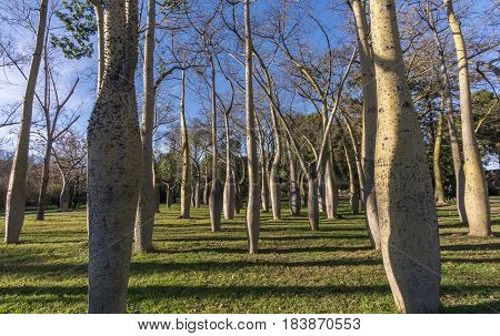 Beautiful landscape of Old dry riverbed of the River Turia gardens, Jardin del Turia, leisure and sport area in Valencia, Spain, plenty of trees of the variety Ceiba