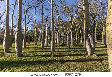 Beautiful landscape of Old dry riverbed of the River Turia gardens, Jardin del Turia, leisure and sport area in Valencia, Spain, plenty of trees of the variety Ceiba