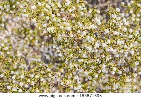 Macro closeup of chaparral plant with fuzzy flowers
