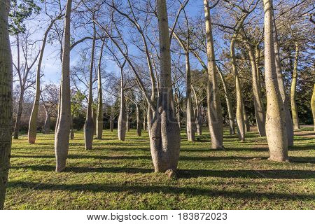 Beautiful landscape of Old dry riverbed of the River Turia gardens, Jardin del Turia, leisure and sport area in Valencia, Spain, plenty of trees of the variety Ceiba