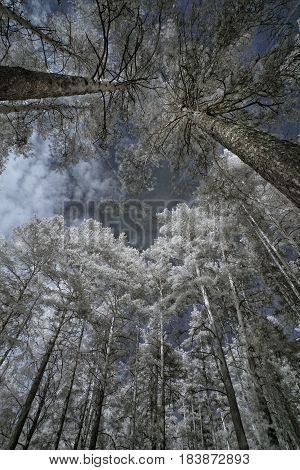 Landscape in infrared light. We see beautiful trees with white foliage against the black sky. It is wonderful.
