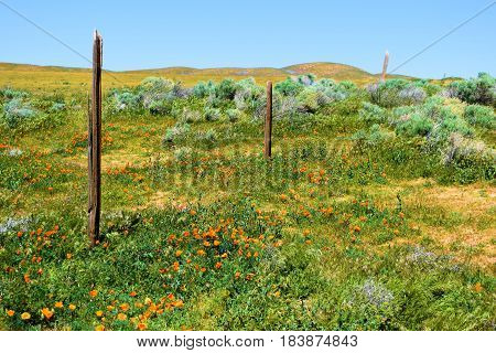 Forgotten landscape with an abandoned ranchland rustic wooden fence surrounded by grasslands and poppy flowers taken at a prairie in Central California