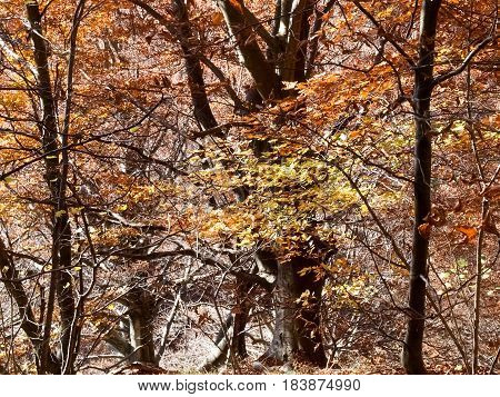Woods And Mountains