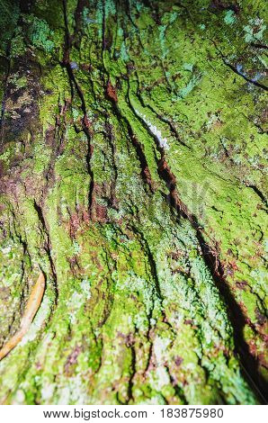 Close Up On A Decomposing Tree Bark Covered By Green Moss