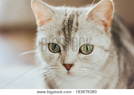 Close-up View Of The Beautiful Scottish Cat. Scottish Straigth Breed - Cat Colored With The Silver M