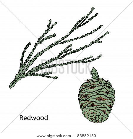 Colorful drawing redwood or sequoia concept with green branch and cone on white background isolated vector illustration