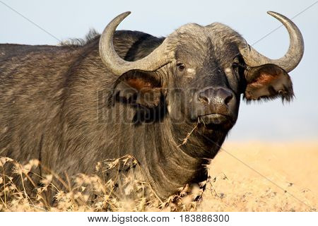 An African buffalo chews grass on the Kenyan savannah