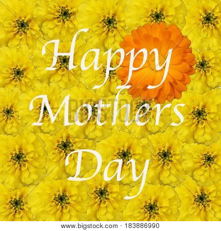 Bouquet of yellow marigolds with one orange marigold background for Happy Mothers Day message