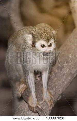 Amazing family of squirrel monkeys with a baby breastfeeding on it's mom's belly on tree.