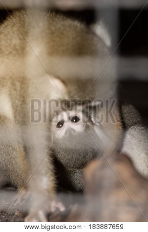 Amazing family of squirrel monkeys with a baby breastfeeding on it's mom's belly.